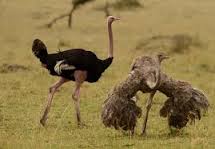 Video: Voi ra uy đánh tan cuộc ẩu đả của đà điểu