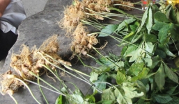 Vụ mất trộm hơn 500 gốc sâm Ngọc Linh: Bắt 1 cán bộ bảo vệ rừng