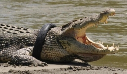 Được kéo khỏi miệng cá sấu khổng lồ, nhà sinh vật học mất tay chân