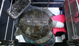 Phẫu thuật khẩn cấp gắp gần 1000 đồng xu trong bụng rùa Thái Lan