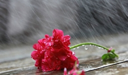 Thời tiết ngày 8/3: Bắc Bộ chìm trong mưa phùn, rét buốt