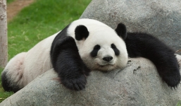 Hài hước cảnh gấu trúc ôm chân người làm nũng khi bị 'chị gái' bắt nạt