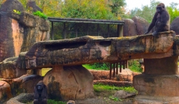 Video: Khỉ đột đánh mẹ bầu ngã sấp bụng trong vườn thú