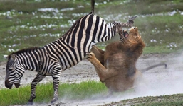 Trận tử chiến giữa ngựa vằn và sư tử