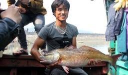 Cá sủ vàng hét giá trăm triệu, sau 1 tuần đã bán 15 triệu