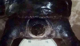 Bắt được cặp ba ba khủng 50kg trên sông Đuống