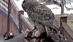 Chim cú giết chết đại bàng trong nháy mắt