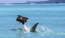 Cá đuối nhanh trí lao lên bãi biển, thoát hàm cá mập trong nháy mắt