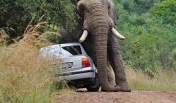Video: Hy hữu cảnh voi mẹ huých mông cảnh cáo ô tô đến gần con 