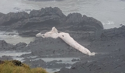 Cận cảnh 'quái vật' biển khổng lồ dài 9 mét trôi dạt vào bờ biển