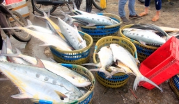 Ngư dân Quảng Trị trúng mẻ cá kỷ lục gần 6 tỷ