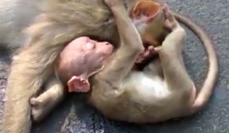 Khi con ôm chặt xác mẹ khi bị xe đâm gây sốt