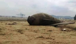 Phát hiện 2 xác cá heo dạt vào bờ biển Thanh Hóa