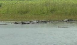 Video: Cá sấu lúc nhúc trong hố tử thần ở Mỹ