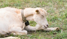 Dê con cố gắng tập đi khi bị liệt 2 chân sau