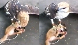 Đại bàng đầu trọc tấn công mèo nhà