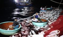 Mẻ cá bè vàng lịch sử 160 tấn, giá trị hơn 5 tỷ đồng cập bờ