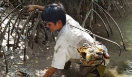 Bắt cua bằng que sắt trong rừng ngập mặn thu tiền triệu mỗi ngày