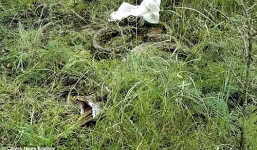 Trăn quằn quại nôn con nai to quá khổ