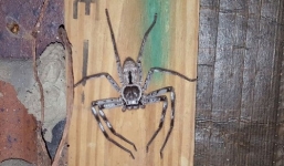 Nhện săn 'khổng lồ' canh gác hàng trăm con non trong bọc trứng