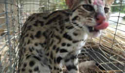 Thanh niên khoe chiến tích bẫy mèo rừng châu Phi lên Facebook