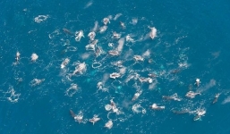 Cận cảnh đàn cá voi trăm con khiến giới khoa học ngỡ ngàng