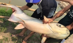 Người dân câu được cá 'khủng' dài gần 1,5m ở Tây Ninh