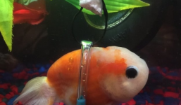 Chủ nhân làm xe lăn dành riêng cho chú cá vàng