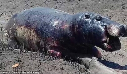 Kenya: Nắng nóng quá mức khiến 30 con hà mã bị cháy đen