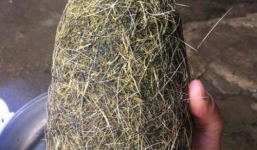 Cát lợn 'khủng' nặng 1,8kg, đại trả giá gần 20 triệu không bán