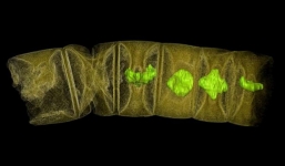 Hóa thạch 1,6 tỷ năm làm lung lay thuyết về sự sống trên Trái Đất