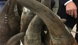 Phát hiện hơn 100 kg sừng soi trong valy không chủ