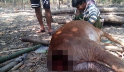 Kon Tum: Nghi ngờ sói rừng vào làng ăn thịt bò của dân