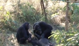 Video: Tinh tinh mẹ chải răng cho tinh tinh con vừa qua đời gây xúc động