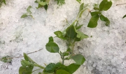 Xuất hiện mưa đá bất ngờ vùng giáp ranh Điên Biên-Sơn La