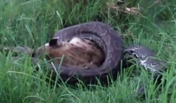 Trăn đá Châu Phi nuốt chửng linh cẩu khủng gần 70kg