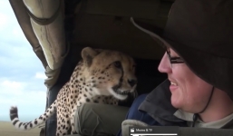 Hy hữu cảnh báo đốm hoang nhảy vào xe chứa đầy người