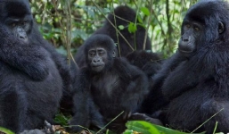 Đàn tinh tinh Uganda hợp sức vây bắt giết tận khỉ con