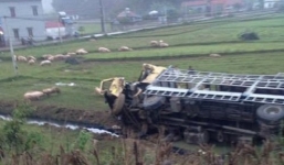 Hàng trăm con lợn chạy lông nhông sau tai nạn xe tải và xe giường nằm