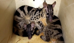 Ba cầy vằn quý hiếm được người dân tự nguyện giao nộp cho kiểm lâm