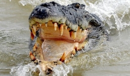 Thiếu niên bị cá sấu cắn suýt mất tay vì thách thức nhảy sông