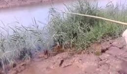 Hy hữu cảnh câu cá lóc 'khủng' bằng vịt con