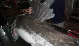 Xuất hiện cá lăng 'khủng', râu dài gần 1m ở Hà Nội