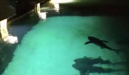 Thanh niên chọc giận cá mập, bị đuổi 'té khói'