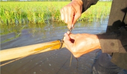 'Cao thủ' miền Tây đoán hang để bắt cá lóc