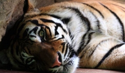 Hổ quý Ấn Độ chết thảm dưới gầm máy xúc