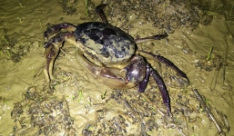 Thanh niên bắt hàng loạt cua trong ruộng chỉ với một que sắt