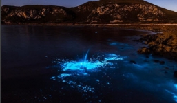 Nước biển phát sáng bí ẩn như trong phim viễn tưởng