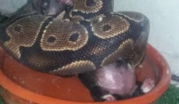 Sốc cảnh người phụ nữ cho trăn siết chết chó mèo ngay tại nhà