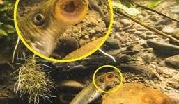 'Quái ngư' thời tiền sử xuất hiện trong vườn nhà dân ở Anh